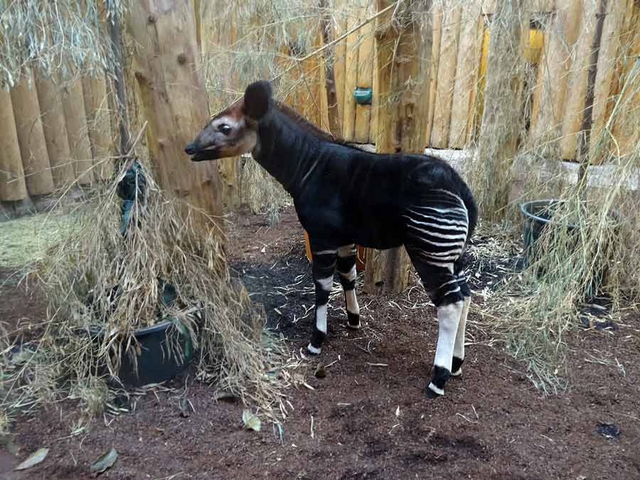 Okapi-Jungtier ZIA im Zoologischen Garten Wuppertal am 11. Januar 2015