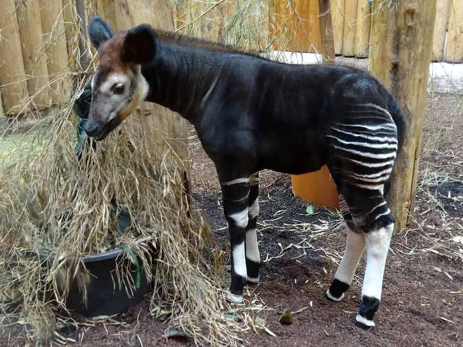 Okapi-Jungtier ZIA im Grünen Zoo Wuppertal am 11. Januar 2015