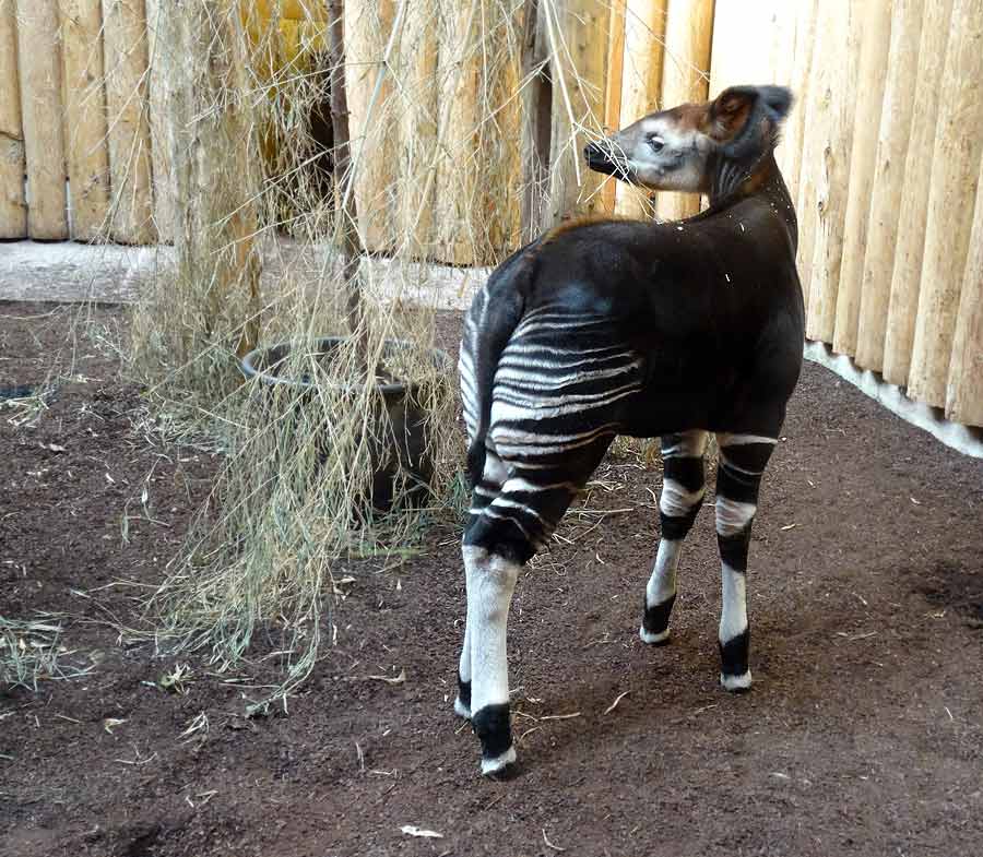 Okapi-Jungtier ZIA im Zoo Wuppertal am 8. Februar 2015