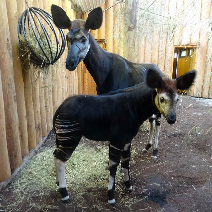 Okapi-Jungtier ZIA mit Okapi-Mutter LOMELA im Wuppertaler Zoo am 14. Februar 2015