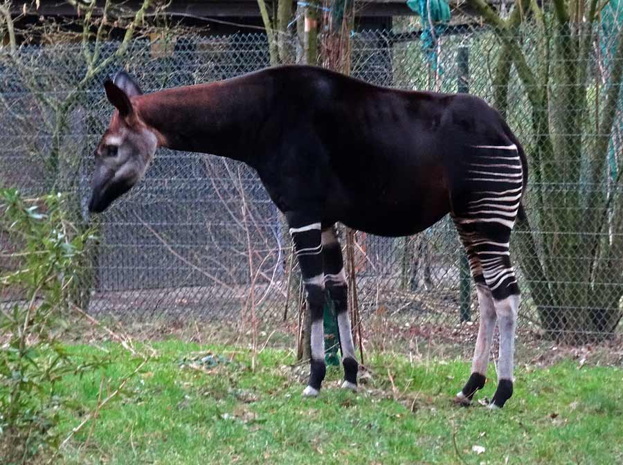 Okapi-Mutter LOMELA im Grünen Zoo Wuppertal am 15. März 2015