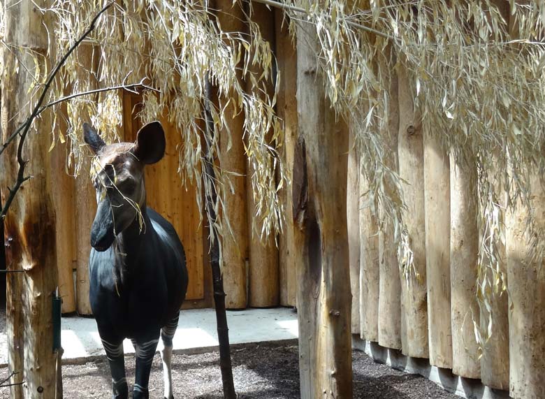Okapi-Weibchen "Lomela" am 2. Juli 2016 im Okapi-Haus im Wuppertaler Zoo