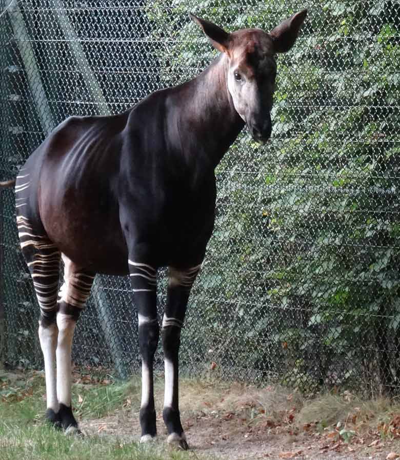Okapi Weibchen LOMELA am 2. Oktober 2016 im Zoologischen Garten der Stadt Wuppertal