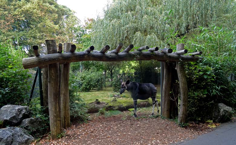 Okapi Weibchen LOMELA am 2. Oktober 2016 im Zoologischen Garten der Stadt Wuppertal