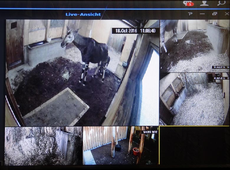 Okapi-TV mit Live-Bildern der Okapi-Mutter und des Okapi-Jungtiers am 18. Oktober 2016 auf einem Monitor im Okapi-Haus im Grünen Zoo Wuppertal