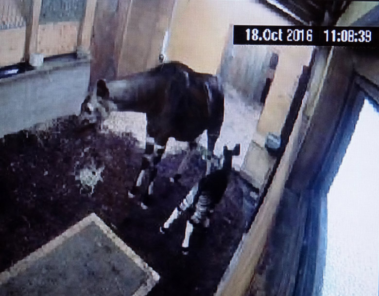 Okapi-TV mit Live-Bildern der Okapi-Mutter und des Okapi-Jungtiers am 18. Oktober 2016 auf einem Monitor im Okapi-Haus im Zoologischen Garten der Stadt Wuppertal