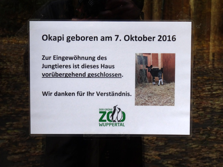 Okapi-Mutter LOMELA am 21. Oktober 2016 im Okapi-Haus im Grünen Zoo Wuppertal