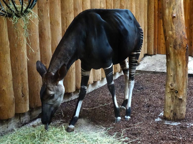 Okapi-Mutter LOMELA am 5. November 2016 im Okapi-Haus im Grünen Zoo Wuppertal