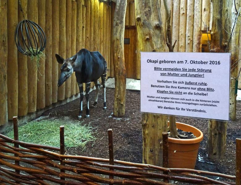 Okapi-Mutter LOMELA am 5. November 2016 im Okapi-Haus im Wuppertaler Zoo