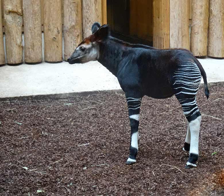 Okapi-Jungtier ELANI im November 2016 im Okapihaus im Grünen Zoo Wuppertal