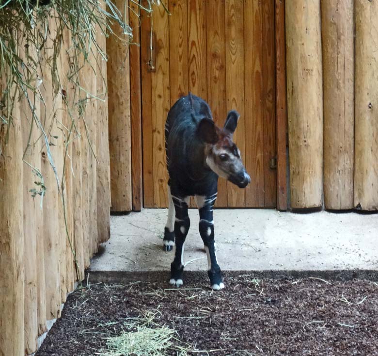 Okapi-Jungtier ELANI am 13. November 2016 im Okapihaus im Zoologischen Garten der Stadt Wuppertal