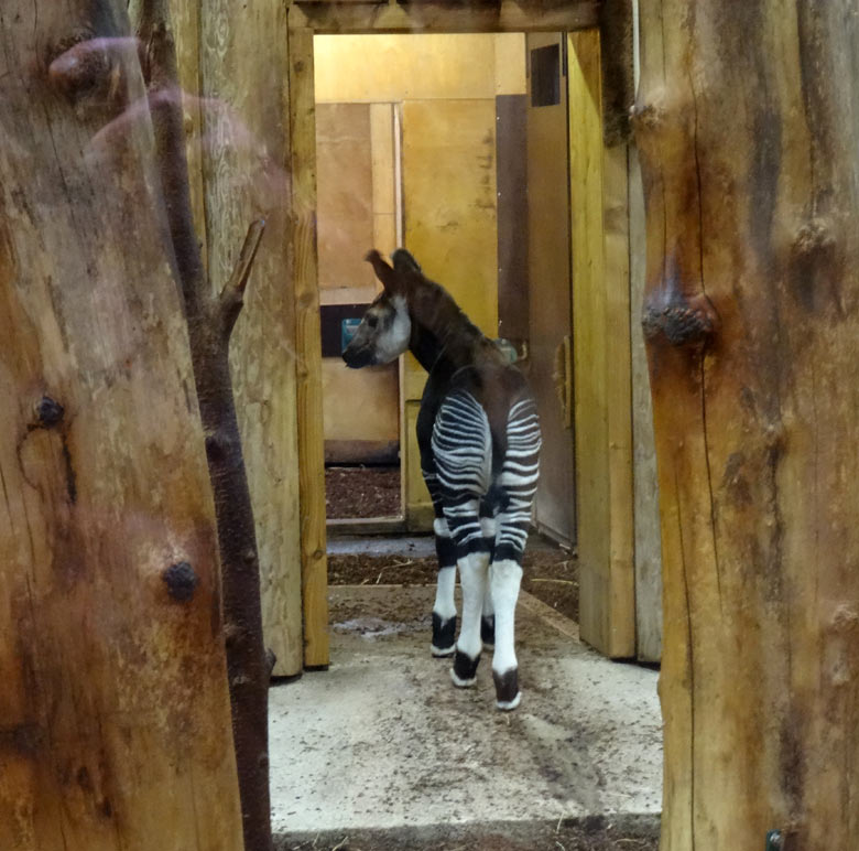 Okapi-Jungtier ELANI am 20. November 2016 im Innengehege im Wuppertaler Zoo