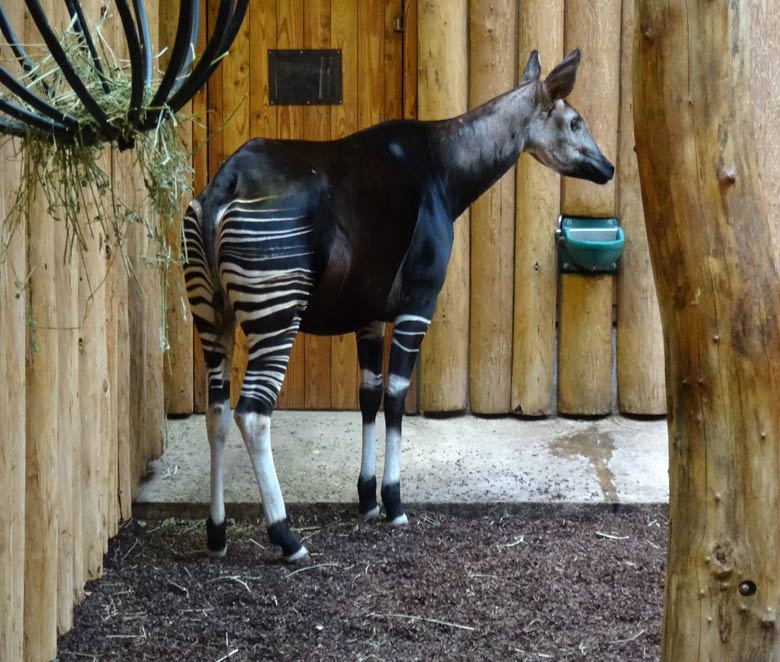 Okapi-Weibchen LOMELA am 20. November 2016 im Innengehege im Zoo Wuppertal
