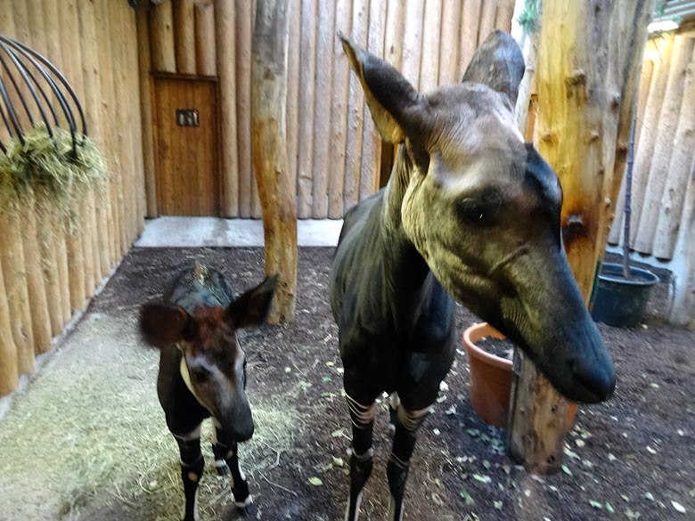 Okapi-Jungtier ELANI mit Okapi-Mutter LOMELA am 5. Januar 2017 im Okapihaus im Zoologischen Garten Wuppertal