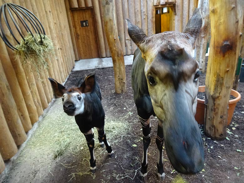 Okapi-Jungtier ELANI mit Okapi-Mutter LOMELA am 5. Januar 2017 im Okapihaus im Zoo Wuppertal