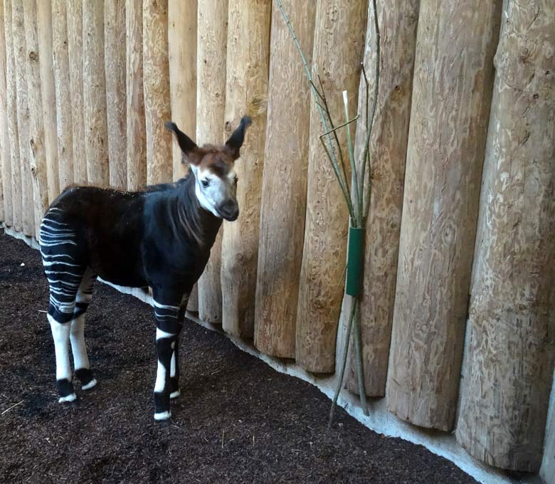 Okapi-Jungtier ELANI am 5. Januar 2017 im Okapihaus im Zoologischen Garten der Stadt Wuppertal