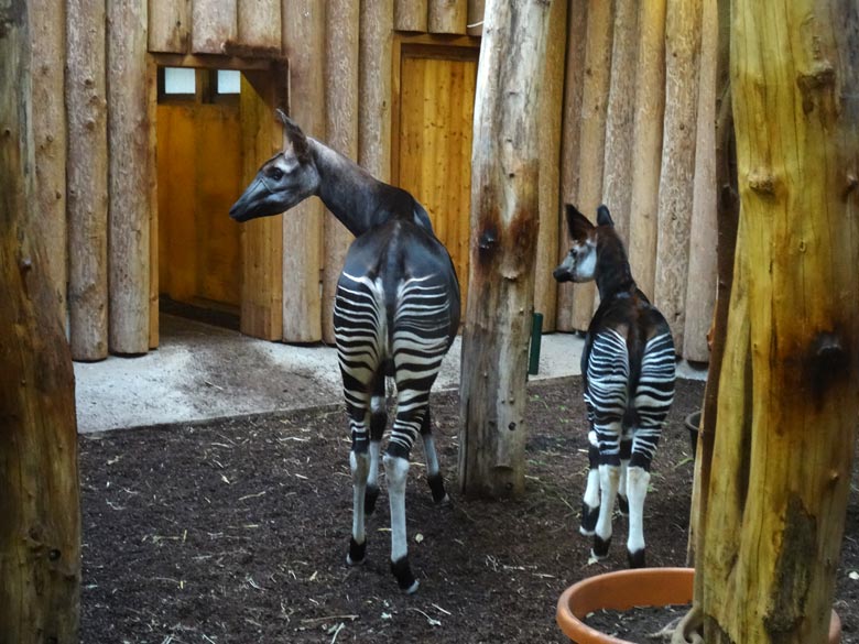 Okapi-Mutter LOMELA mit Okapi-Jungtier ELANI am 2. Februar 2017 im Okapi-Haus im Zoo Wuppertal