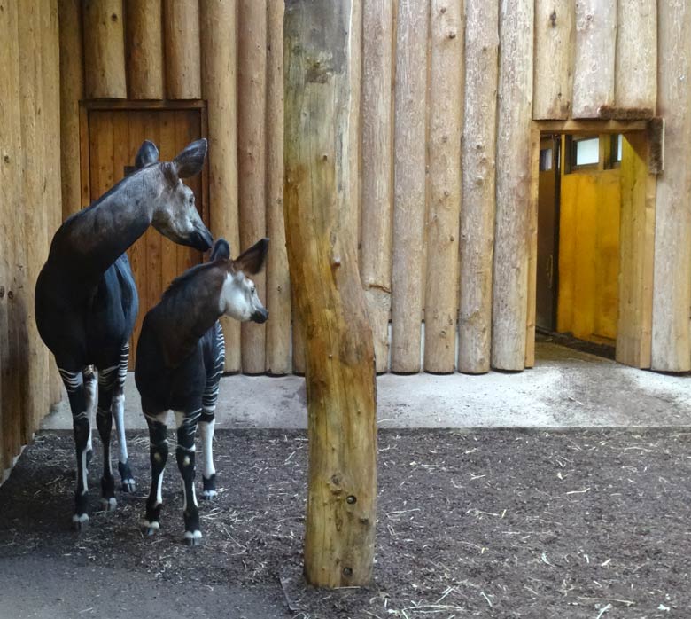 Okapi-Mutter LOMELA mit Okapi-Jungtier ELANI am 2. Februar 2017 im Okapi-Haus im Grünen Zoo Wuppertal