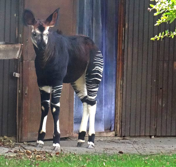 Okapi-Jungtier Elani am 22. März 2017 auf der Außenanlage im Wuppertaler Zoo
