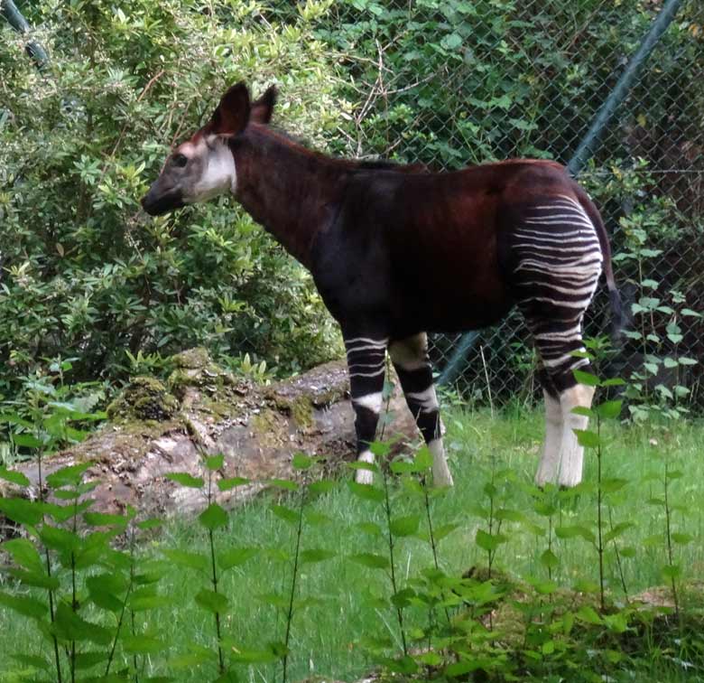 Okapi-Jungtier ELANI am 28. Mai 2017 auf der Außenanlage im Grünen Zoo Wuppertal
