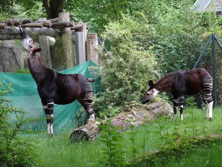 Okapi-Mutter LOMELA mit Okapi-Jungtier ELANI am 28. Mai 2017 auf der Außenanlage im Zoo Wuppertal