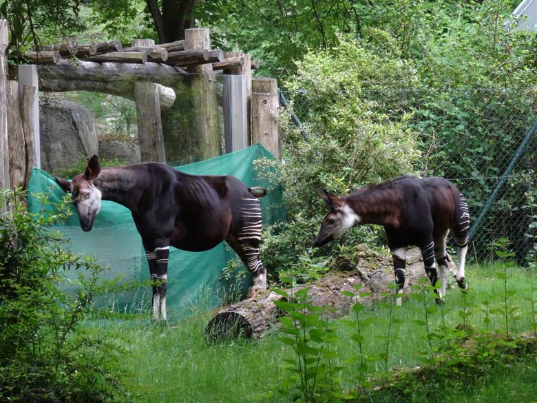 Okapi-Mutter LOMELA mit Okapi-Jungtier ELANI am 28. Mai 2017 auf der Außenanlage im Wuppertaler Zoo