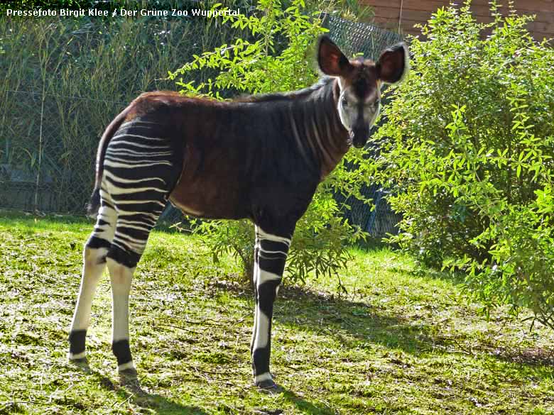 Okapi-Jungtier ELANI im Grünen Zoo Wuppertal (Pressefoto Birgit Klee - Der Grüne Zoo Wuppertal)