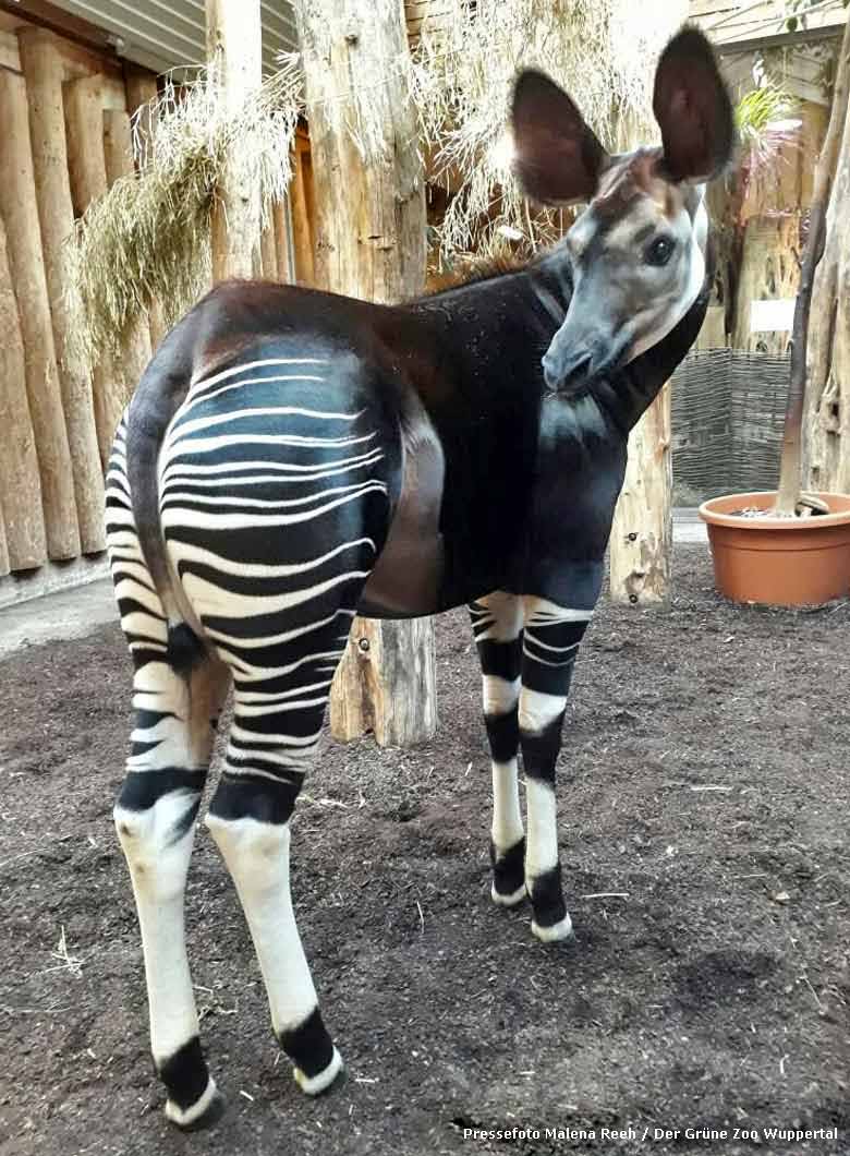 Okapi-Jungtier ELANI im Zoologischen Garten der Stadt Wuppertal (Pressefoto Malena Reeh - Der Grüne Zoo Wuppertal)