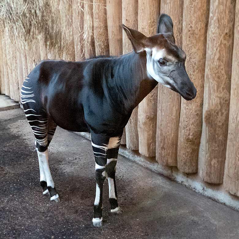 Okapi-Jungtier ELANI am 17. Dezember 2017 im Okapihaus im Grünen Zoo Wuppertal