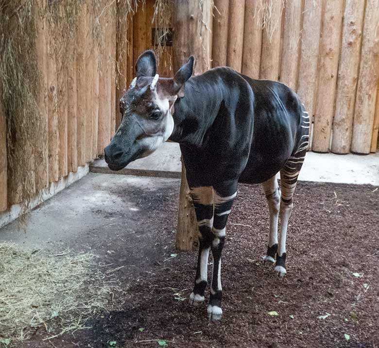 Okapi-Bulle DETO am 2. Januar 2018 im Okapihaus im Grünen Zoo Wuppertal