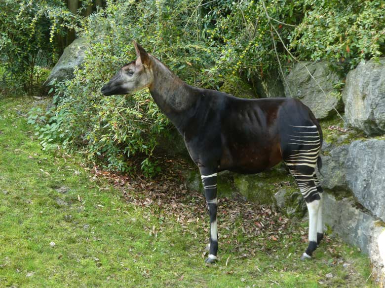 Okapi Weibchen LOMELA am 22. April 2018 auf der Außenanlage im Grünen Zoo Wuppertal