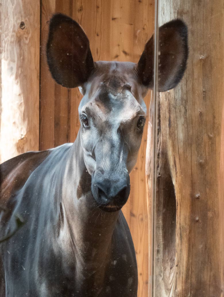 Okapi-Weibchen HAKIMA am 20. Juli 2018 im Okapihaus im Wuppertaler Zoo