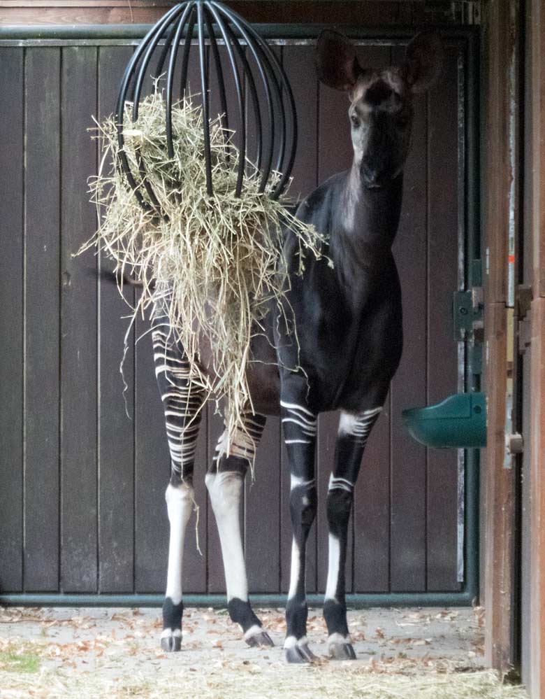 Okapi-Weibchen LOMELA am 25. Juli 2018 auf der Außenanlage im Wuppertaler Zoo