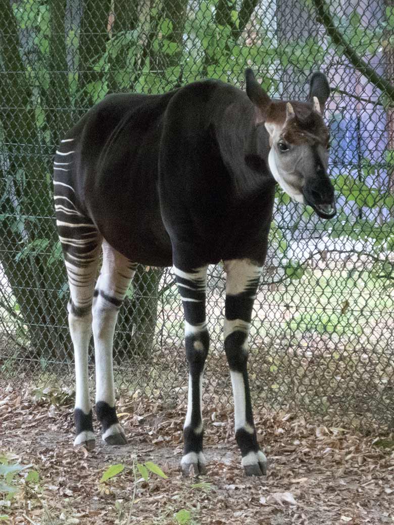 Okapibulle DETO am 23. August 2018 auf der Außenanlage im Zoologischen Garten der Stadt Wuppertal