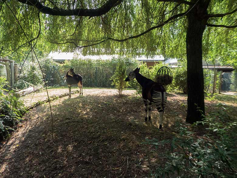 Okapibulle DETO und Okapikuh HAKIMA am 23. August 2018 auf der Außenanlage im Grünen Zoo Wuppertal