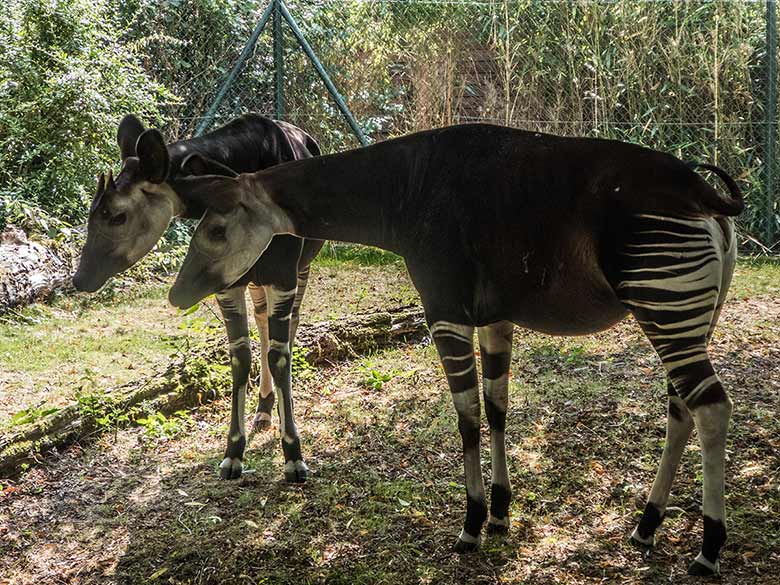 Okapibulle DETO mit Okapikuh HAKIMA am 23. August 2018 auf der Außenanlage im Wuppertaler Zoo
