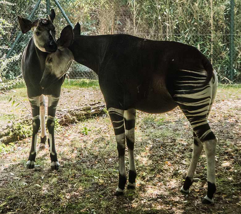 Okapibulle DETO mit Okapikuh HAKIMA am 23. August 2018 auf der Außenanlage im Zoologischen Garten Wuppertal
