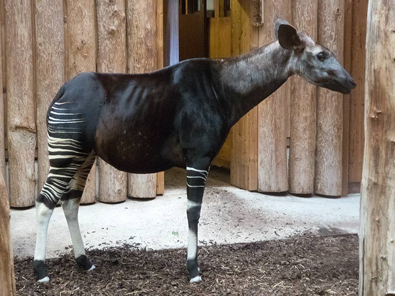 Okapi-Weibchen LOMELA am 8. Dezember 2018 im Okapi-Haus im Grünen Zoo Wuppertal