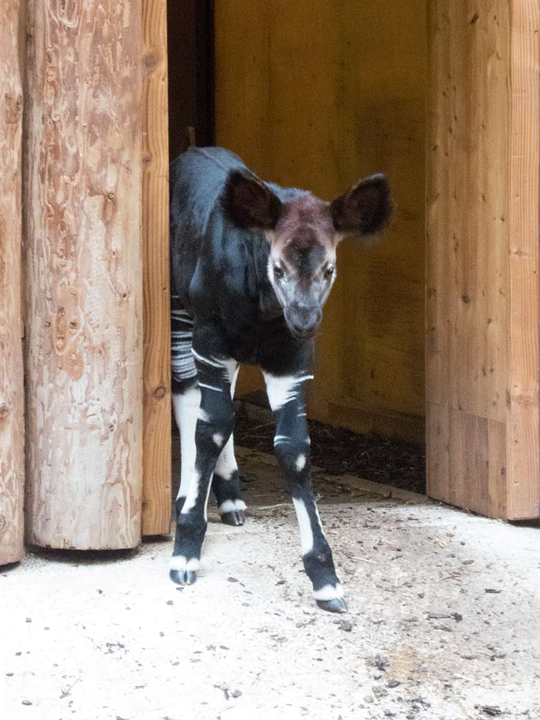 Männliches Okapi-Jungtier THABO am 9. Februar 2019 im Okapi-Haus im Grünen Zoo Wuppertal