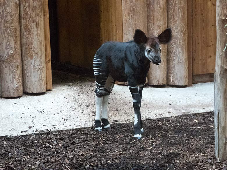 Männliches Okapi-Jungtier THABO am 9. Februar 2019 im Okapi-Haus im Zoo Wuppertal