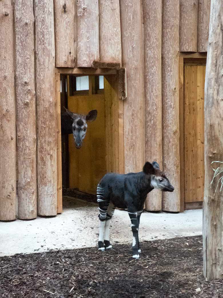 Das am 10. Januar 2019 geborene männliche Okapi-Jungtier THABO mit Okapi-Mutter LOMELA am 9. Februar 2019 im Okapi-Haus im Wuppertaler Zoo