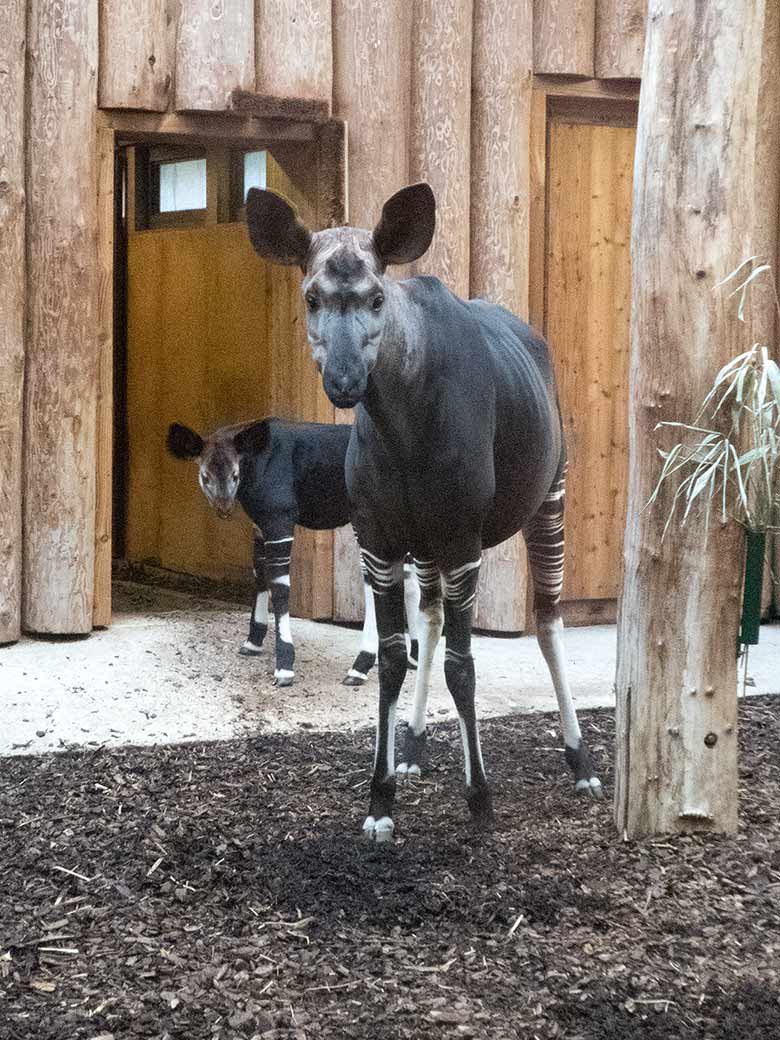 Okapi-Mutter LOMELA mit Okapi-Jungtier THABO am 9. Februar 2019 im Okapi-Haus im Grünen Zoo Wuppertal