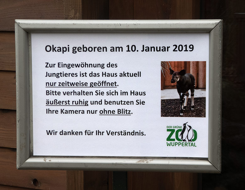 Aushang zum Okapi-Jungtier THABO am 9. Februar 2019 im Okapi-Haus im Wuppertaler Zoo