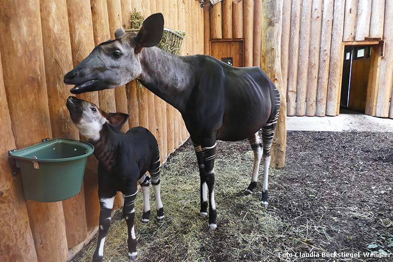 Okapi-Jungtier THABO mit Okapi-Mutter LOMELA am 26. Februar 2019 im Okapi-Haus im Grünen Zoo Wuppertal (Foto Claudia Böckstiegel-Wengler)