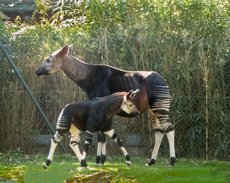 Männliches Okapi-Jungtier THABO mit seiner Okapi-Mutter LOMELA am 22. März 2019 auf der Außenanlage am Okapi-Haus im Grünen Zoo Wuppertal