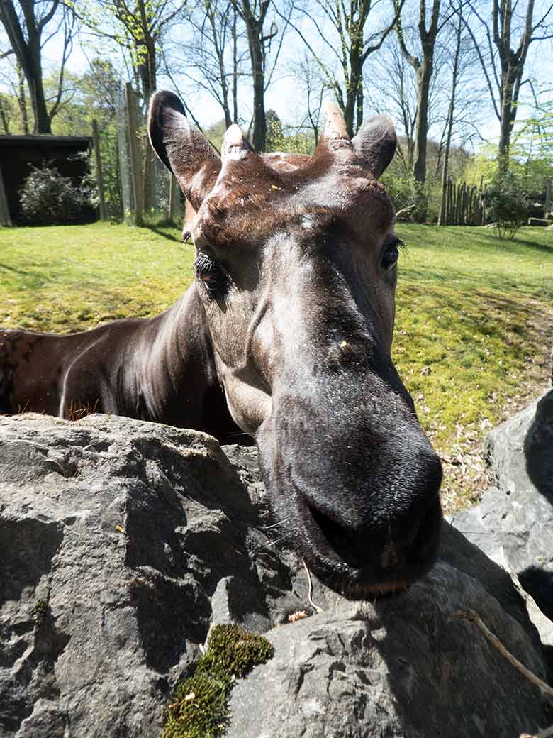 Okapi-Männchen DETO am 19. April 2019 auf der Außenanlage im Grünen Zoo Wuppertal