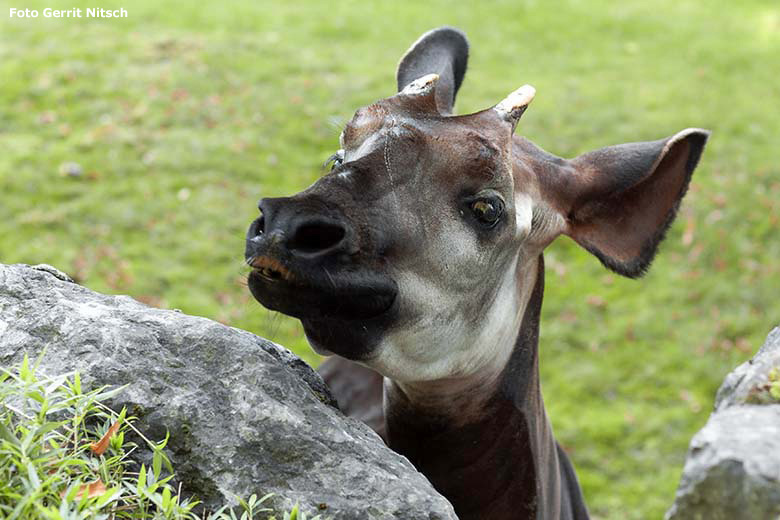 Okapi-Männchen DETO am 10. September 2019 auf der Außenanlage im Zoo Wuppertal (Foto Gerrit Nitsch)