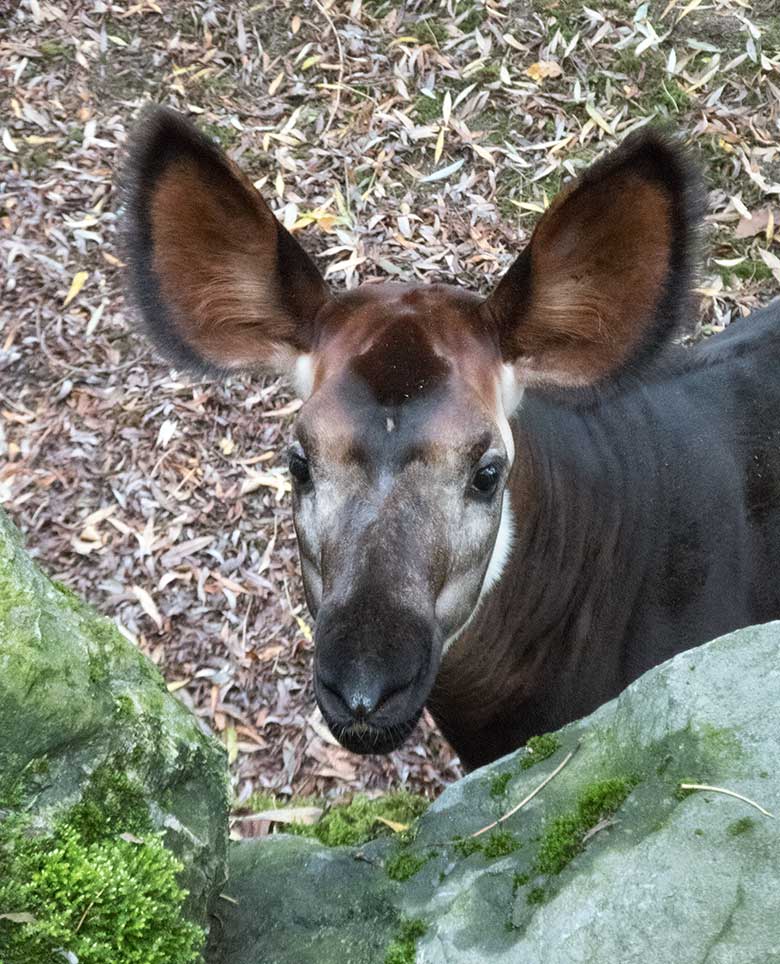 Okapi-Jungtier THABO am 25. September 2019 auf der Außenanlage im Zoologischen Garten Wuppertal