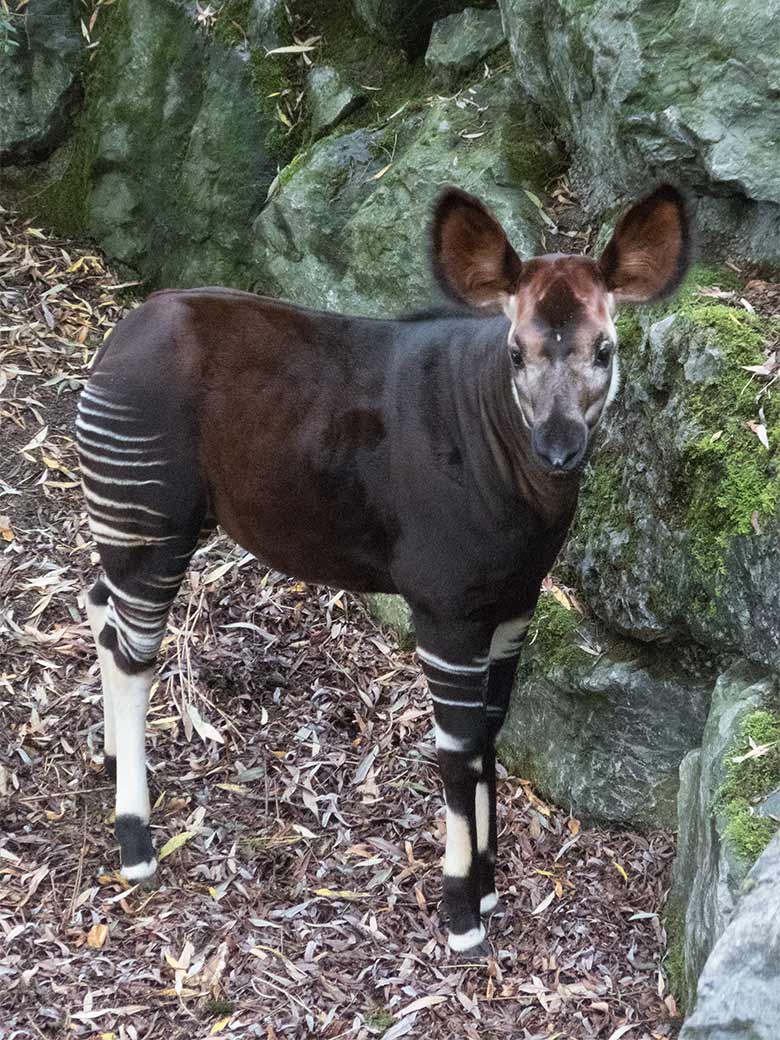 Okapi-Jungbulle THABO am 25. September 2019 auf der Außenanlage im Grünen Zoo Wuppertal