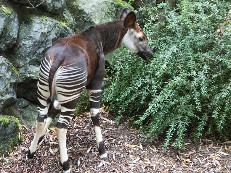 Okapi-Jungtier THABO am 25. September 2019 auf der Außenanlage im Zoo Wuppertal
